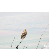 گونه سارگپه استپی Common Buzzard